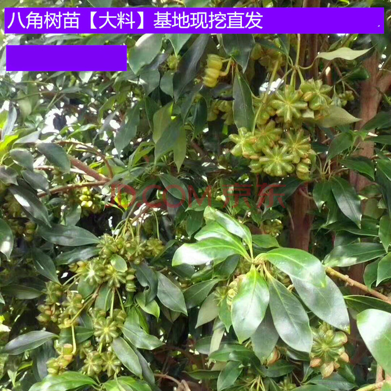 八角树苗八角大料茴香苗大茴香果树苗带土大料庭院四季种 当年结果