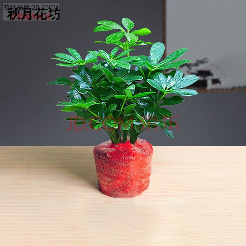 秋月花房 绿植盆栽室内鸭脚木盆栽发财树盆栽树阳台客厅八方来财盆景