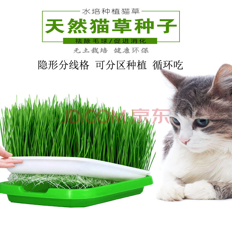 猫草种子猫薄荷小麦种猫零食助消化吐去毛球猫草水培套装猫咪用品猫草