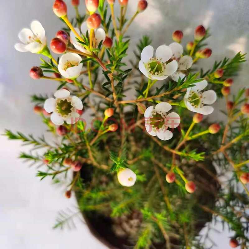 澳洲腊梅盆栽 澳梅阳台多年生观花植物风蜡花金彩梅花