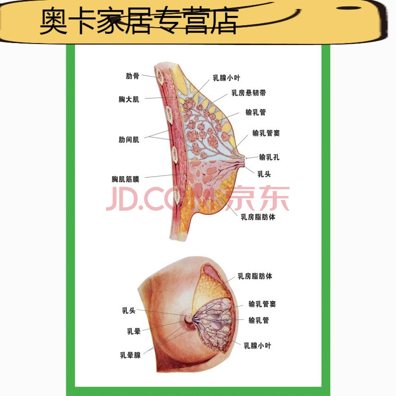 人体器官结构挂图人体内脏结构解剖示意图医学宣传挂图人体器官心脏