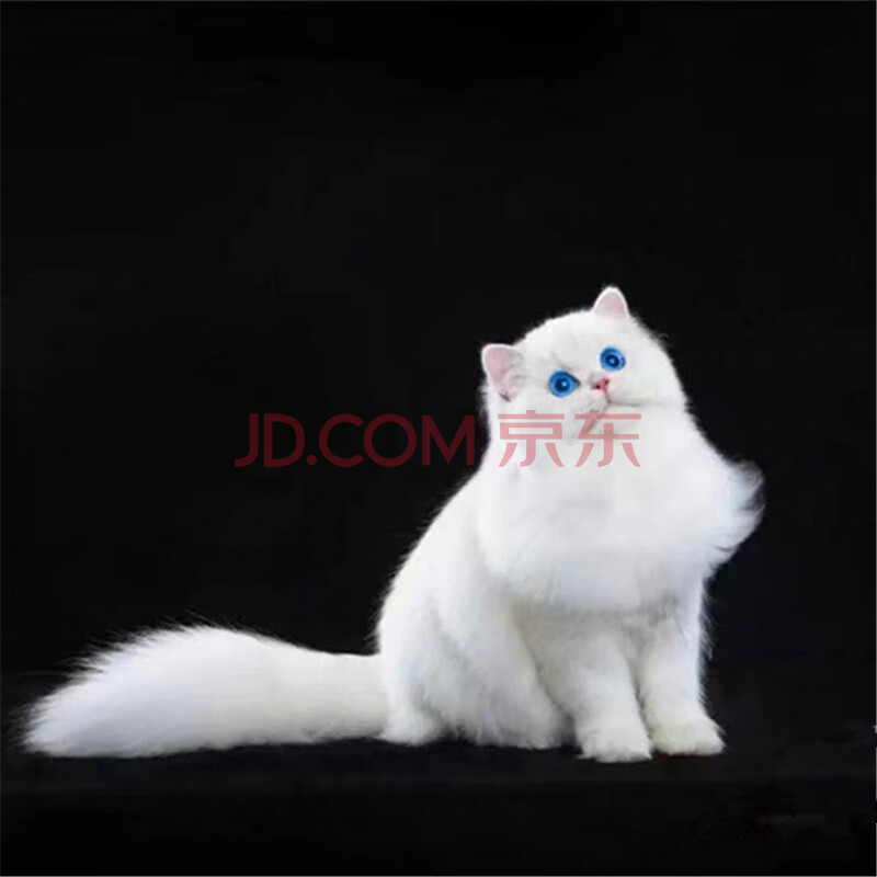 纯种银点长毛猫纯白猫蓝眼睛仙女猫金吉拉幼猫纯白高地英国长毛猫幼猫
