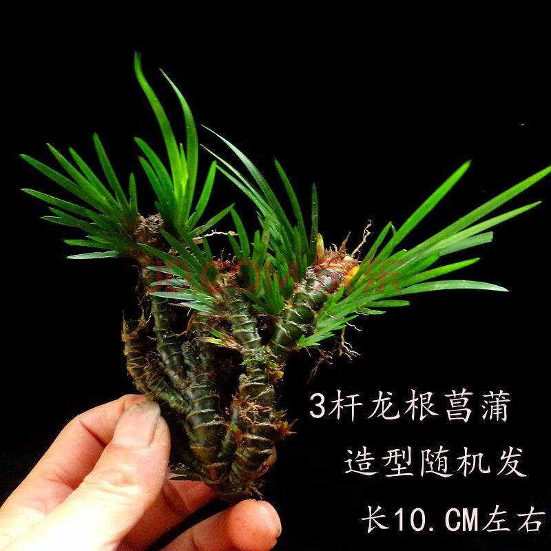 沼泽过滤挺水植物鱼池水生植物 庭院 水养室内吸水石蒲草栽 分叉3杆龙