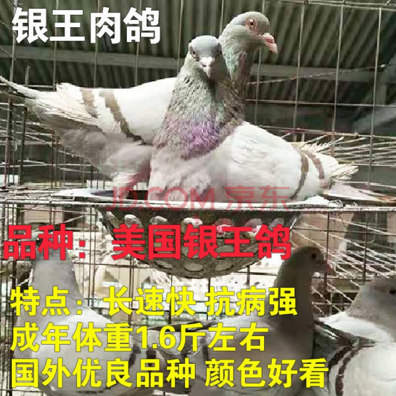 【店铺推荐】落地王元宝鸽活体公斤鸽特大体肉鸽信鸽赛鸽观赏鸽种鸽幼