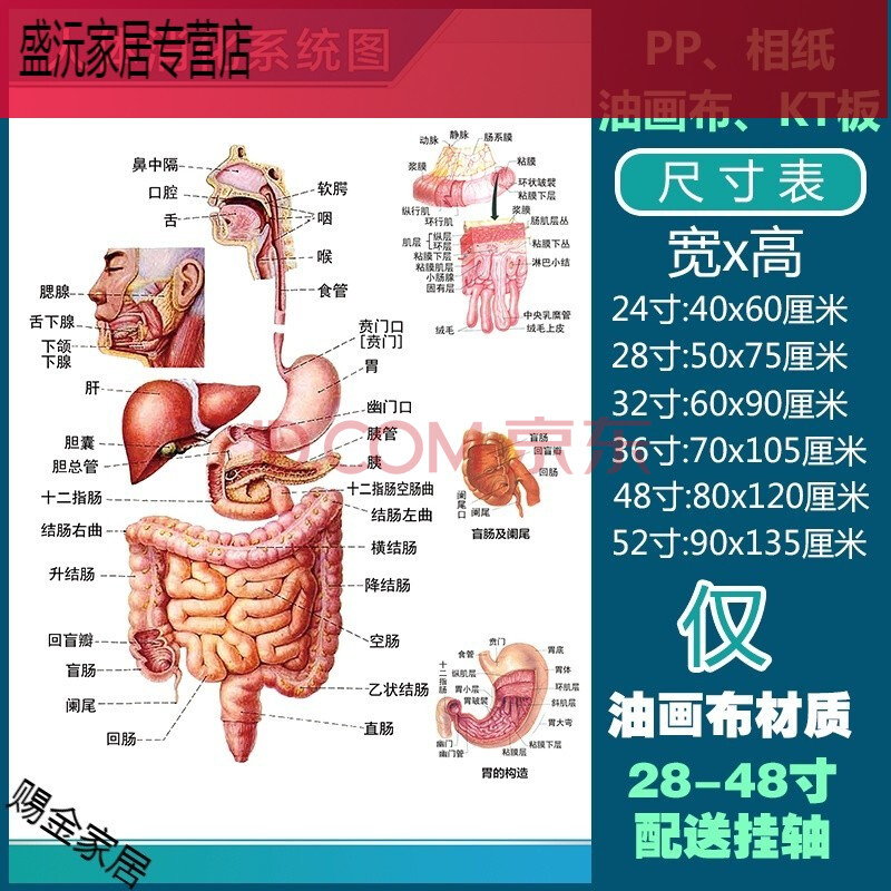 人体解剖彩色学骨骼结构图神经肌肉五脏六腑淋巴示意解