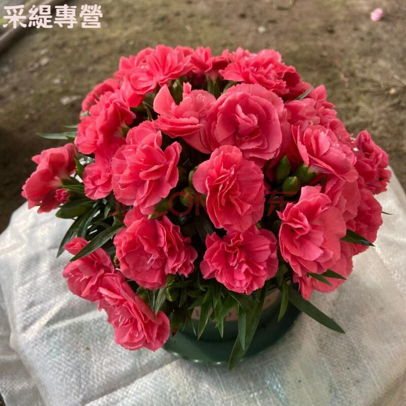 采缇康乃馨盆栽带花苞花苗批发四季开花重瓣石竹鲜花绿植花卉多头花苗