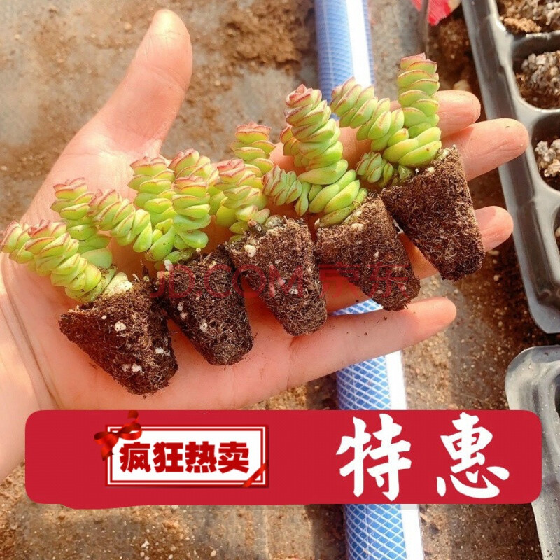 钱串子多肉多肉植物钱串玫瑰钱串多头【一份5颗】 初石