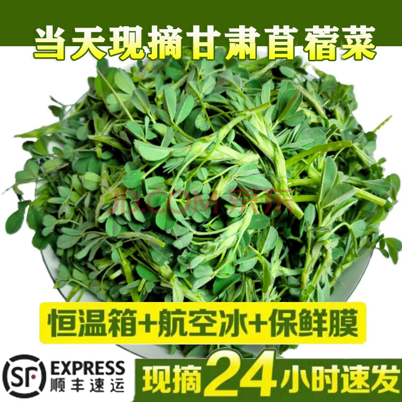 甘肃特产新鲜苜蓿苜薯菜头茬时令蔬菜野菜草头嫩芽1500g食用 1500g