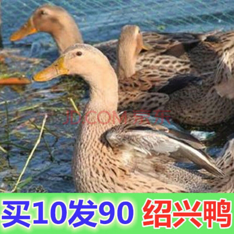 【店铺推荐】小鸭活体苗鸭子黑番鸭土鸭水鸭旱鸭麻鸭产蛋王鸭母鸭鸭大
