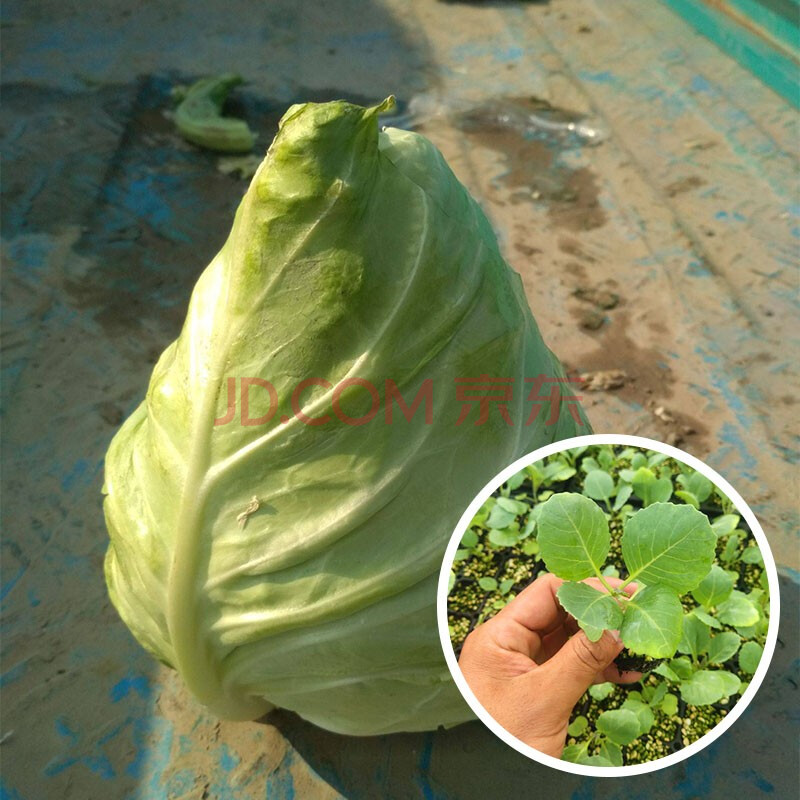 寿禾牛心甘蓝种子新鲜鸡心莲花白甘蓝菜包菜种籽四季播种蔬菜菜籽种孑