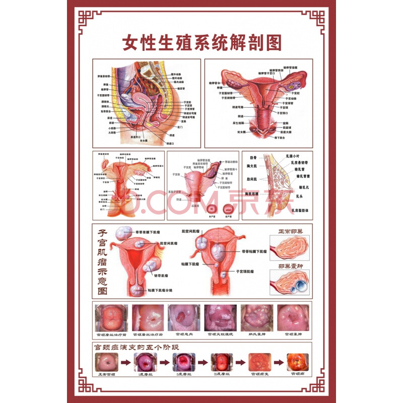 【新品】人体骨骼图大挂图器官示意图内脏结构图穴位图人体肌肉解剖图