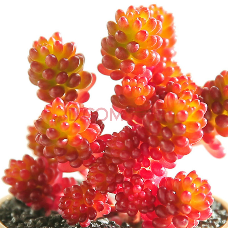 红色浆果多肉植物群生稀有花卉盆栽室内花多头容易爆盆的多肉老桩