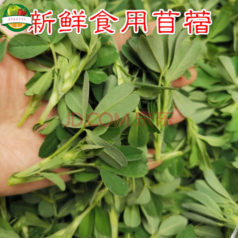 苜蓿芽陕西新鲜食用苜蓿菜苜蓿嫩芽头茬苜蓿3斤