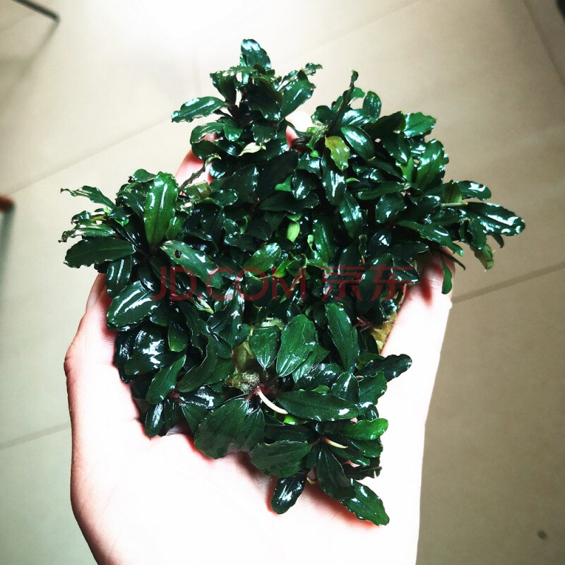 搭啵兔水草布朗尼蓝精灵迷你幽灵辣椒榕水下鲜活阴性易养成迷你幽灵10