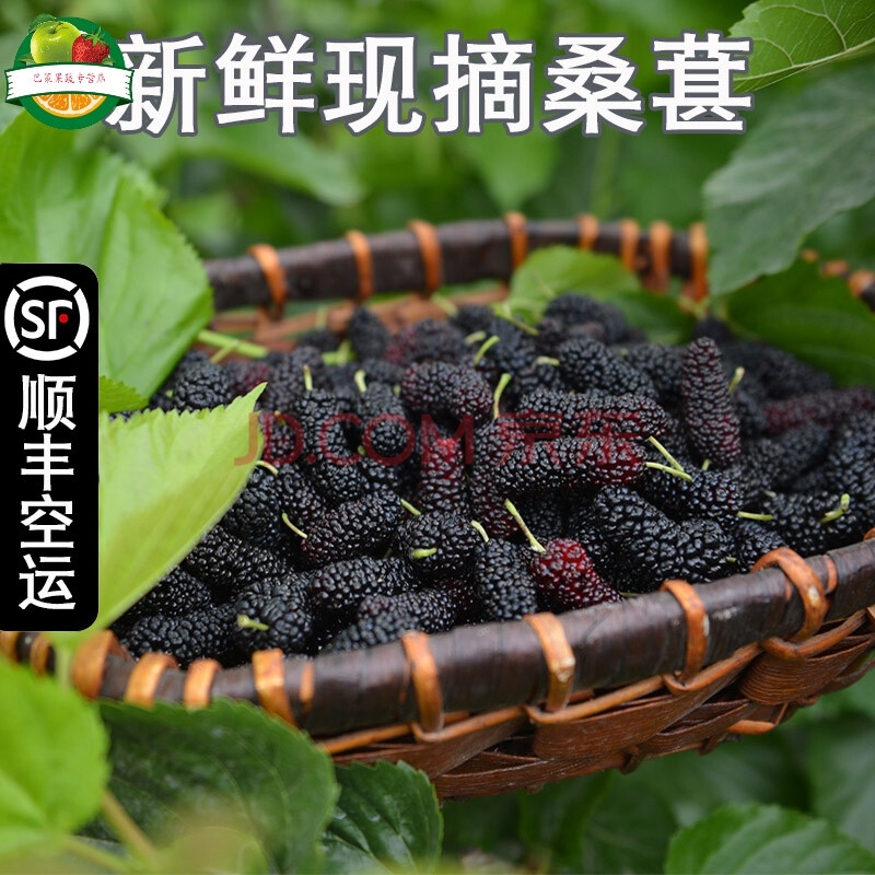 顺丰空运 四川新鲜桑葚大凉山 鲜果桑葚黑桑果 五斤盒装【普通快递】