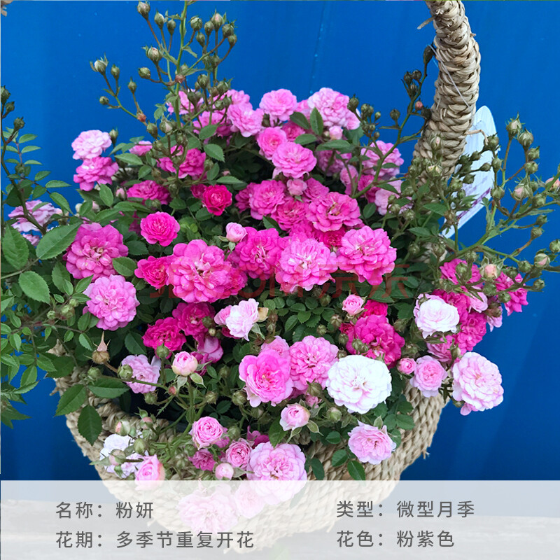 阳台微型月季花苗金丝雀贝壳中苗等好养 月季粉妍1加仑 含盆