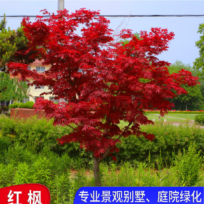 红枫树苗四季中国红日本红舞姬景观盆栽园林绿化苗木庭院耐寒植物 5