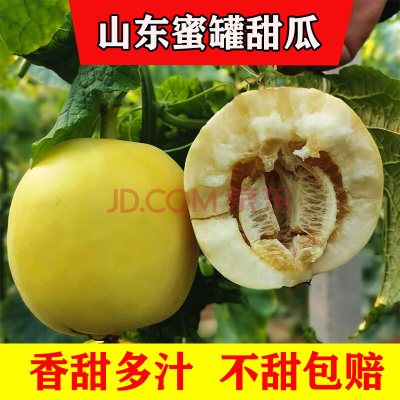 【顺丰速运】山东蜜罐甜瓜小蜜蜂甜瓜脆甜多汁香瓜新鲜时令水果5斤