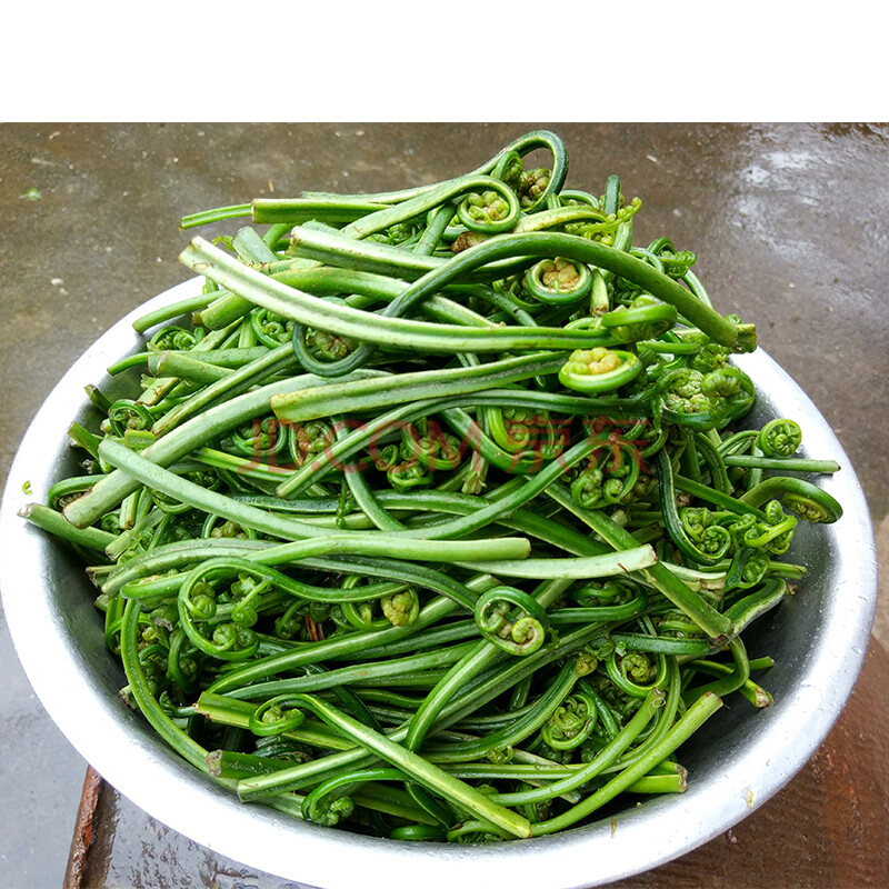 蕨菜新鲜水蕨菜 河边蕨菜 江西 新鲜生蕨菜拳头菜 如意菜野菜猫爪菜