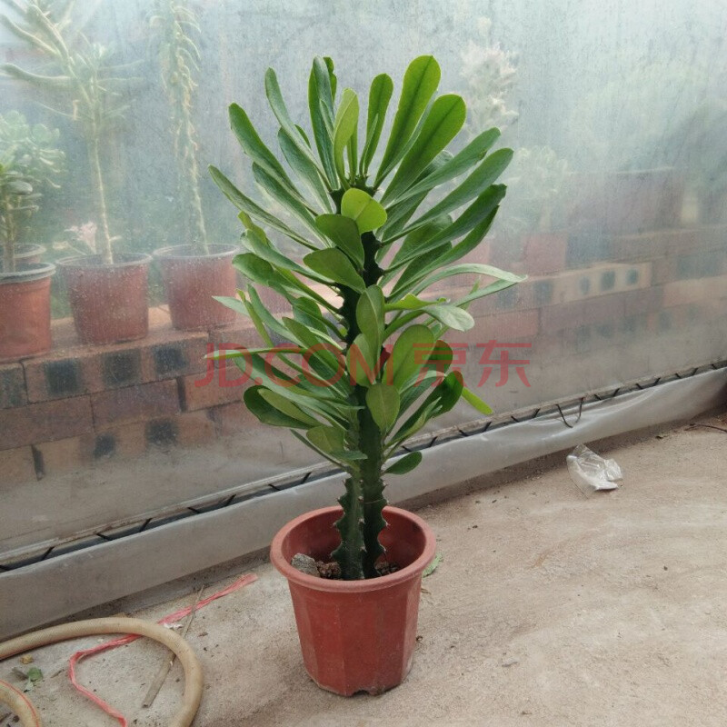 龙骨 仙人柱 仙人柱 金刚杵 量天尺 刺金刚植物盆栽 霸王鞭植物120cm