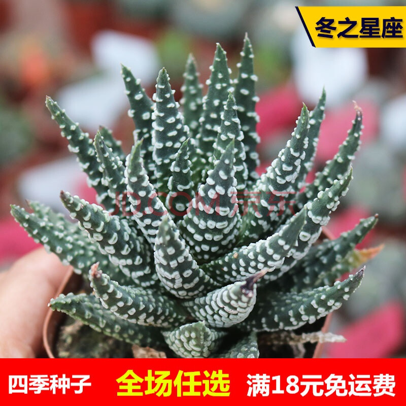 冬之星座实生硬叶十二卷 多肉植物花卉绿植小盆栽 冬之星座6-7cm 裸根