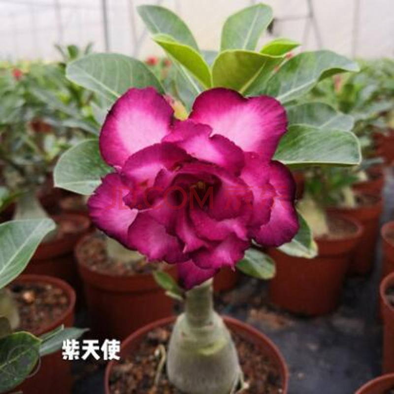 重瓣绿植沙漠玫瑰苗观叶观花植物当年开花盆栽花卉沙漠玫瑰 观花盆栽