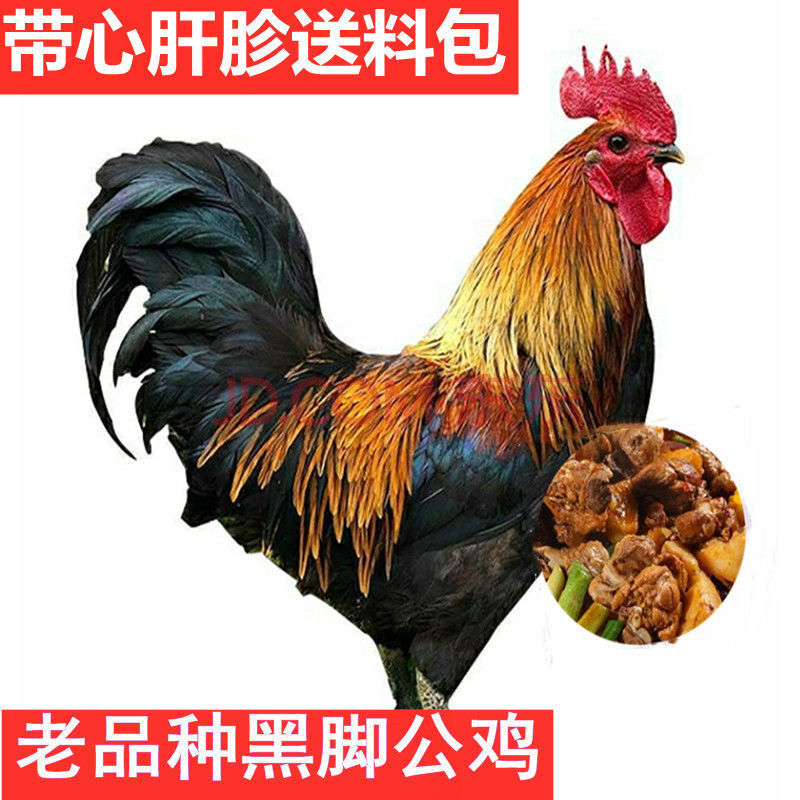 顺丰直达 农家散养山东大公鸡新鲜宰杀大公鸡土鸡笨公鸡鸡肉 散养黑脚