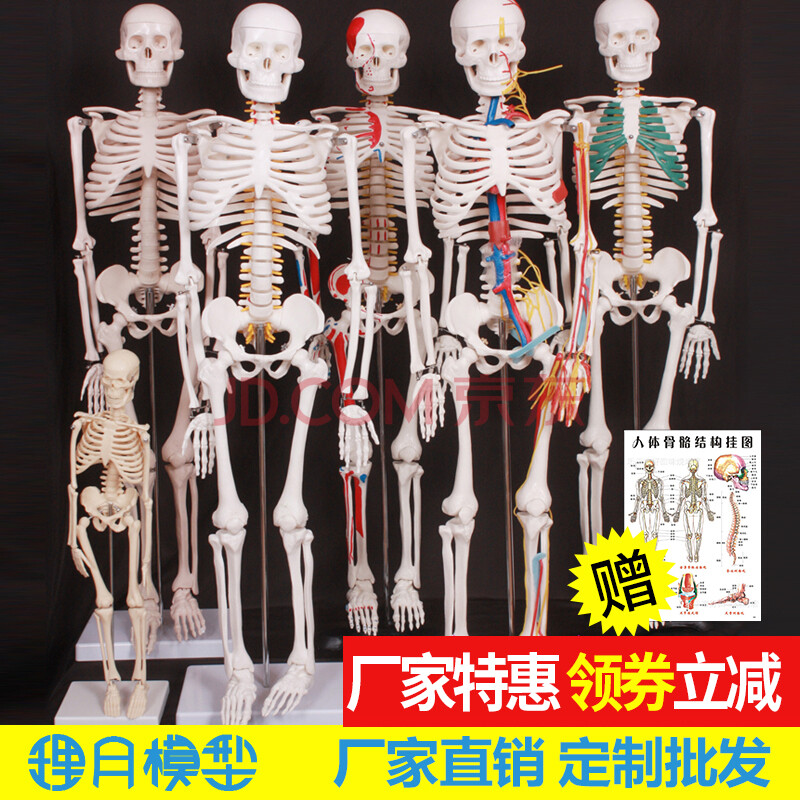 人体骨骼模型骨架小白全身真人仿真医学带肌肉可拆卸骷髅脊柱美术 (c2