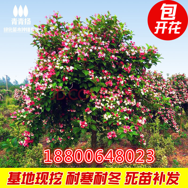 五彩锦带花树红王子树苗七彩庭院大型别墅观赏风景绿化木耐寒耐冻