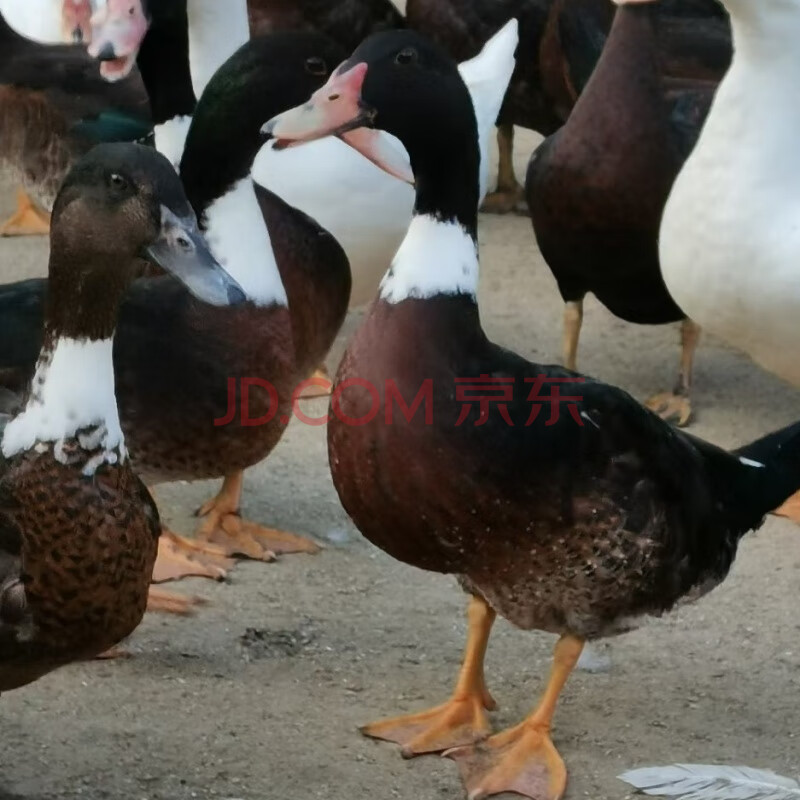 农家散养土鸭土番鸭鸭子肉整只真空老鸭土鸭鸭子现杀鸭肉笨鸭鲜鸭 味