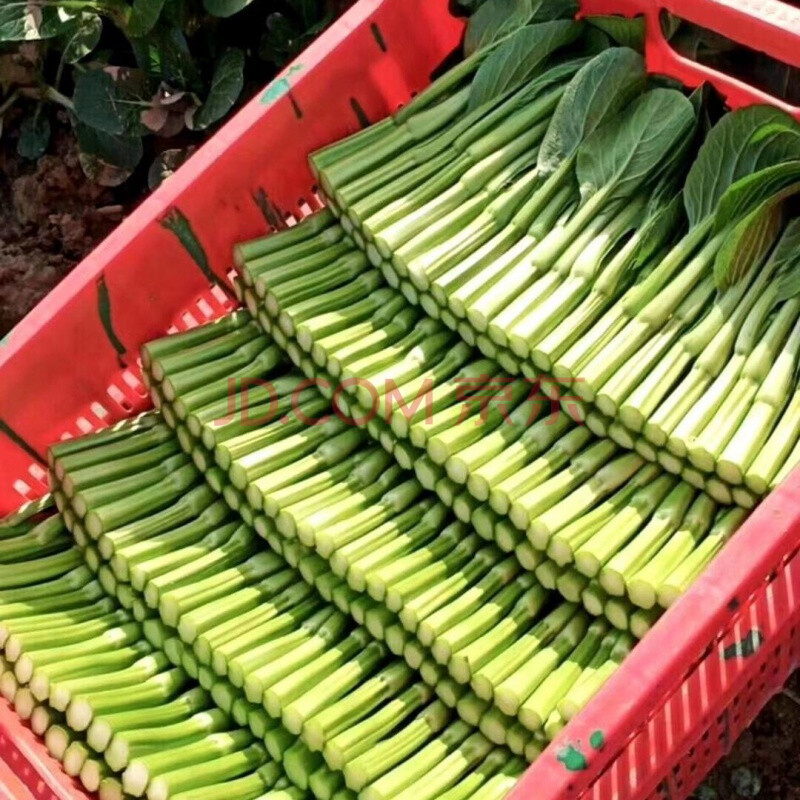 菜心正宗供港菜心苗菜杆现摘菜苔小青菜生吃即食蔬菜3/5斤 精品装菜心