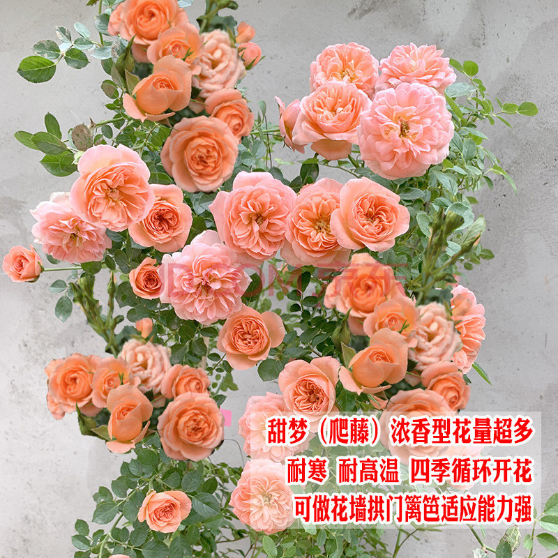 本月季花苗特大花庭院室外开花植物玫瑰花盆栽爬藤蔷薇花苗四季 甜梦