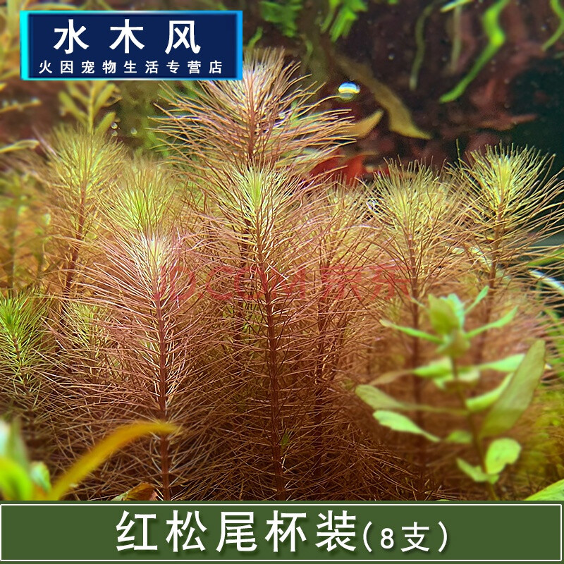 水草造景套餐活体植物懒人绿菊中后景淡水有茎水草真草 红松尾1杯8支