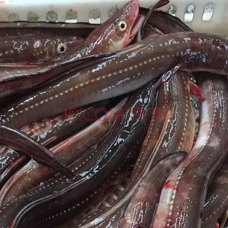 新鲜 鳗鱼 整条冷冻海鲜大海鳗七星曼鱼段铁板烧食材水产批发 十斤