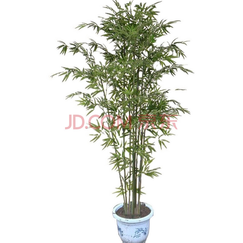 竹子苗庭院植物盆栽四季常青绿化黄金竹苗金镶玉罗汉竹毛竹苗紫竹 雷