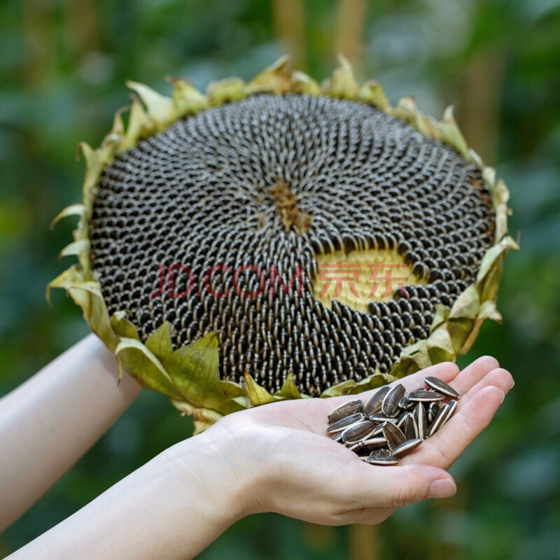 大禹 榨油葵花种子苗高产食用向日葵种籽春季高油蔬菜