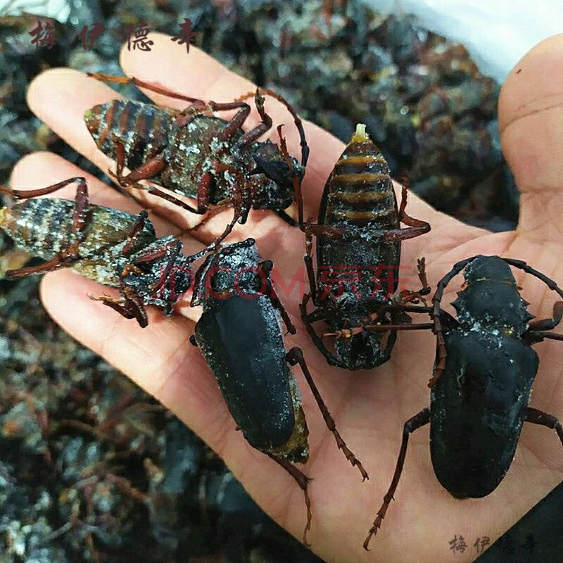 沂蒙山特产公母山水牛母带籽栓栓牛荒野昆虫山山牛公母山虫牛大公山