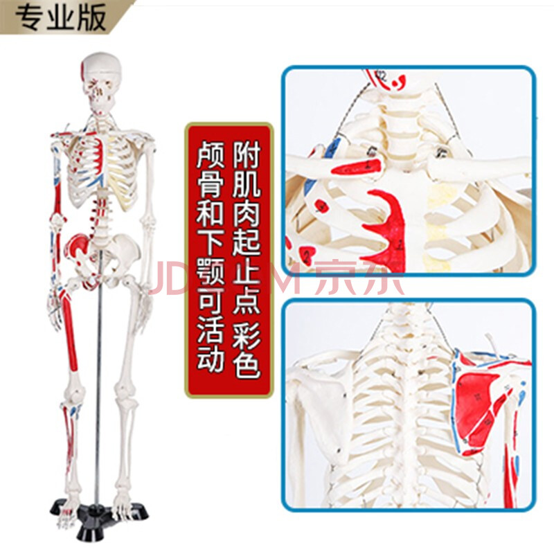 人体骨骼模型骨架小白全身脊椎仿真医学结构解剖骷髅脊柱儿童玩具 g85