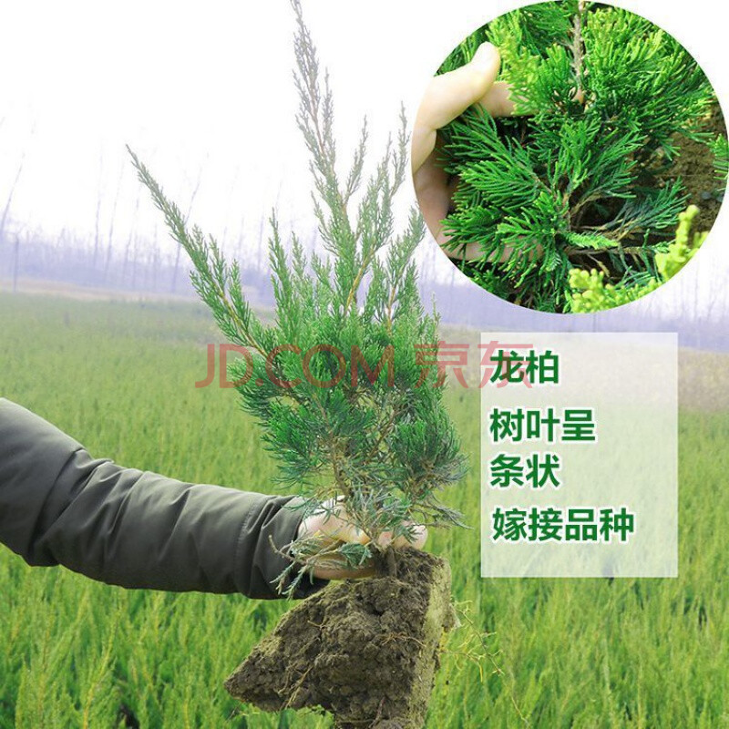 宝塔松 墓地松 柏树苗 一级龙柏40-50高【买1发10棵】【图片 价格