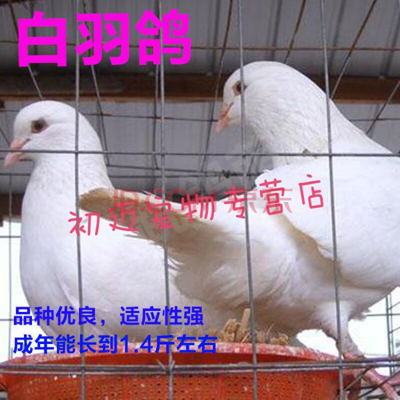 白羽王种鸽(包下蛋) 4只(2公2母)