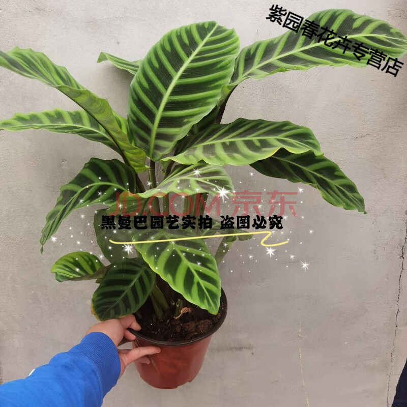 园艺紫背天鹅绒青莲青苹果竹芋孔雀猫眼四季观叶绿植