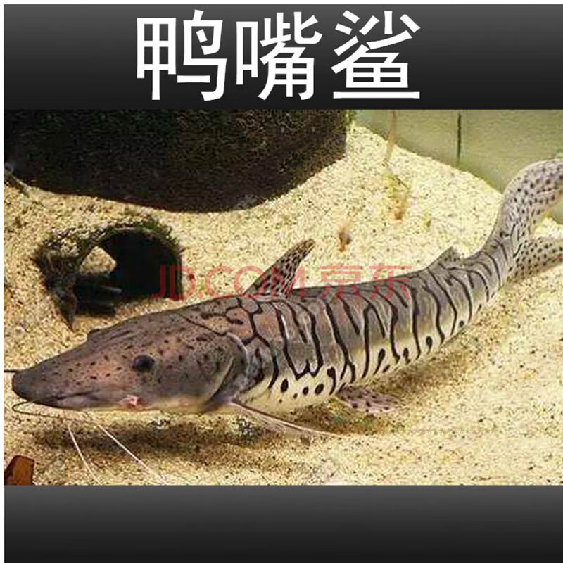 虎斑鸭嘴鲨鱼活体虎纹鸭嘴鱼淡水鲨鱼大型凶猛热带观赏鱼客厅家养活物