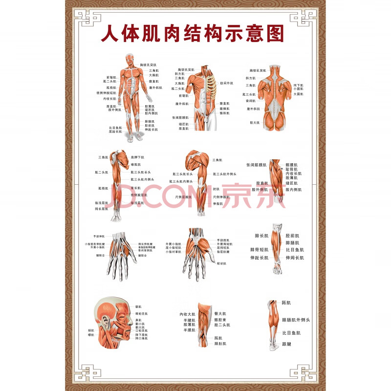 人体肌肉与骨骼分布图 全身人体肌肉骨骼器官内脏解剖