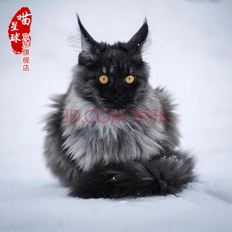 猫大型缅因猫幼猫长毛猫缅因库恩猫挪威森林猫巨型猫可上门挑选猫咪 s