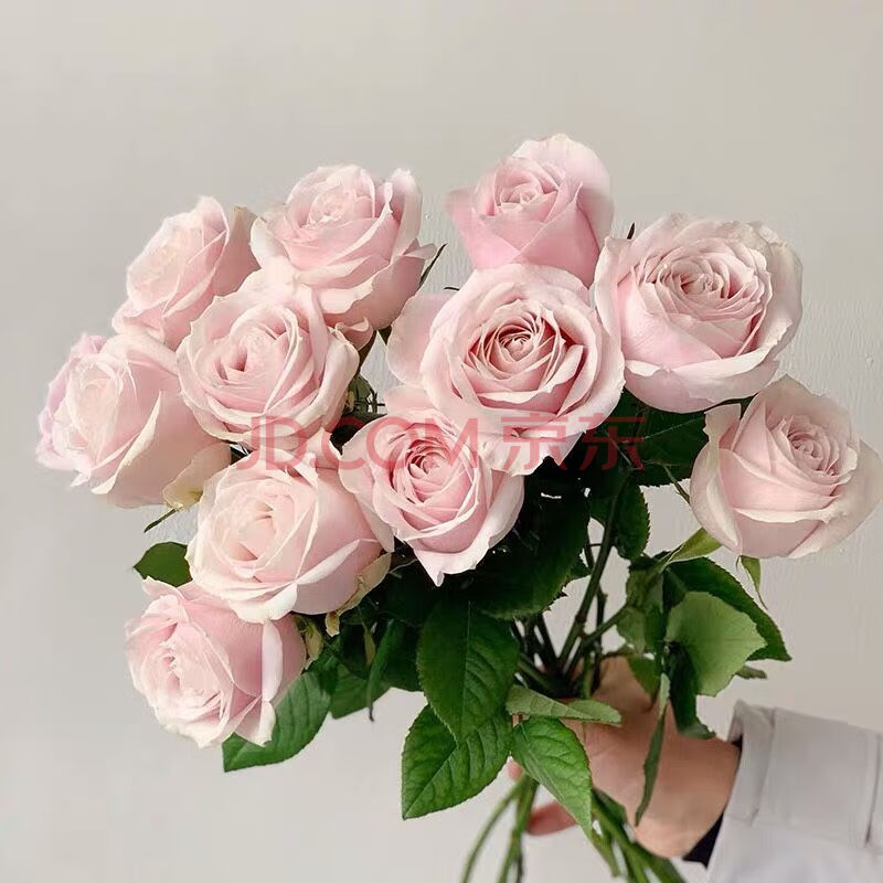 轻奢芊阙云南高品质洛神玫瑰鲜花家庭办公室婚礼商务插花种植基地精选