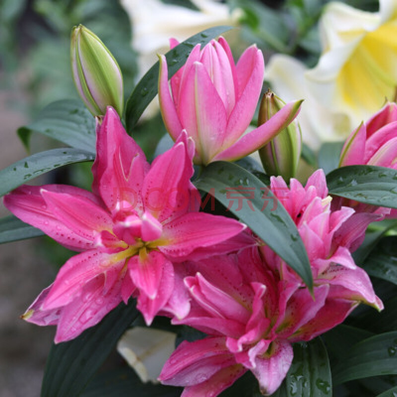 重瓣香水百合花种球带芽种子多头四季开花矮生浓香室内外花卉盆栽