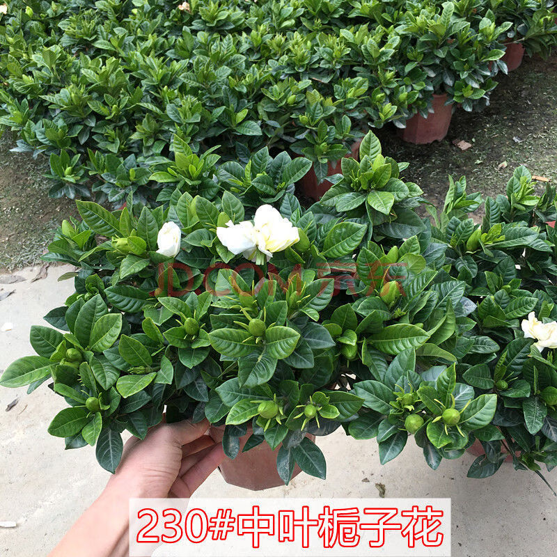 重瓣大花独干栀子花盆栽大叶带花苞牡丹栀子浓香型阳台养开花花卉 230