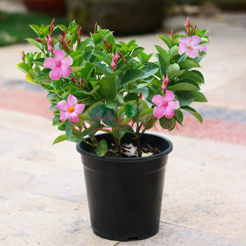 飘香藤双喜藤四季开花爬藤植物带花苞盆栽室内庭院阳台 飘香藤粉色中