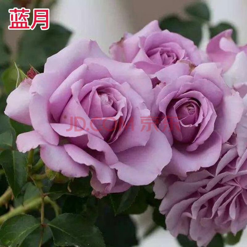 庭院绿植攀爬植物浓香型果汁阳台地栽老桩大苗盆栽室内玫瑰花 蓝月 特