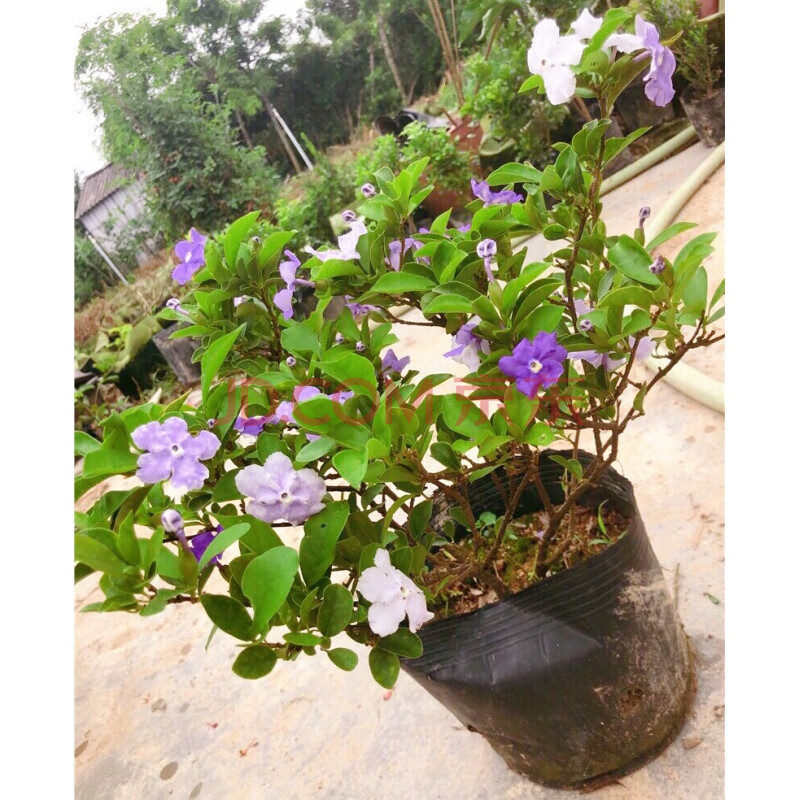 简牧 双色茉莉花盆栽浓香型四季开花不断变色鸳鸯番茉莉花苗绿植物